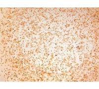5x Live fresh Copepods 100ml, Live Fish Food Tropical Marine Fish