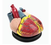 5X Magnification Heart Model, Heart Medical Model with 39 Numbered & 3 Detachable Parts, Clear Texture & Vibrant Color, Human Heart Model for Teaching Demonstration and Explanation