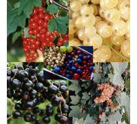 5X Mixed Large Currant Fruit Pink, Red, Black, White & Jostaberry In 2/3 Litre Pots By Direct Plants
