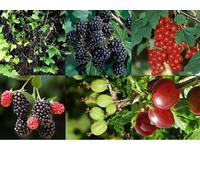 5X Mixed Large Potted Soft Fruit Bush Collection In 2/3 Litre Pots By Direct Plants
