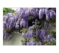 5x Mixed Large Wisteria Climbing Plant Selection Pack Grafted Plants