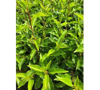 5X Portuguese Laurel Hedging Trees In Pots By Direct Plants