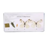 6.3" Lifecycle Development Taxidermy, Real Insect Animal Plants in Resin Specimens, Classroom for Science Education, Students and Science Lovers (Pea butterflies)