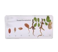 6.3" Lifecycle Development Taxidermy, Real Insect Animal Plants in Resin Specimens, Classroom for Science Education, Students and Science Lovers (Peanuts)