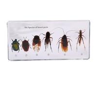 6.3" Lifecycle Development Taxidermy, Real Insect Animal Plants in Resin Specimens, Classroom for Science Education, Students and Science Lovers (Six pests)