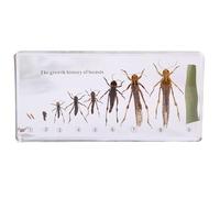 6.3" Lifecycle Development Taxidermy, Real Insect Animal Plants in Resin Specimens, Classroom for Science Education, Students and Science Lovers (Locusts)