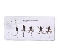 6.3" Lifecycle Development Taxidermy, Real Insect Animal Plants in Resin Specimens, Classroom for Science Education, Students and Science Lovers (Frogs)