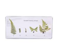 6.3" Lifecycle Development Taxidermy, Real Insect Animal Plants in Resin Specimens, Classroom for Science Education, Students and Science Lovers (Ferns)
