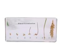 6.3" Lifecycle Development Taxidermy, Real Insect Animal Plants in Resin Specimens, Classroom for Science Education, Students and Science Lovers (Wheat)