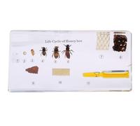 6.3" Lifecycle Development Taxidermy, Real Insect Animal Plants in Resin Specimens, Classroom for Science Education, Students and Science Lovers (Bees)