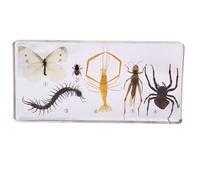 6.3" Lifecycle Development Taxidermy, Real Insect Animal Plants in Resin Specimens, Classroom for Science Education, Students and Science Lovers (Arthropods)