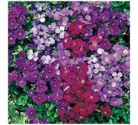 6 AUBRIETA 'ROYAL MIXED' MEDIUM PLUG PLANTS