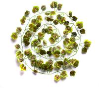 6 Best Artificial 7Ft - 210Cm Autumn Ivy Garland String Strand Twine Decoration - Il05