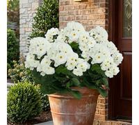 6 Bundles Artificial Geranium Fake Flowers, UV Resistant Artificial Outdoor Flowers, Realistic Faux Silk Geranium Flowers, That Look Real Fade Resistant for Porch, Patio & Garden (white)