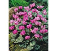 (6) CYCLAMEN COUM PRIMULACEAE DARK PINK-PURPLE NODDING FLOWERS