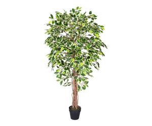 (6 Ft (180 cm), Variegated) Artificial Ficus Tree with Twisted Real Wood Trunk