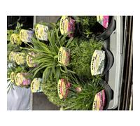 6 MIXED ALPINES & PERENNIAL PLANTS, 9CM POTS MIXED VARIETIES HARDY, EASY TO GROW
