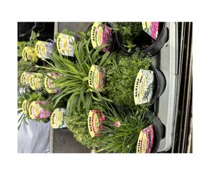 6 MIXED ALPINES & PERENNIAL PLANTS, 9CM POTS MIXED VARIETIES HARDY, EASY TO GROW