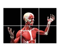 6 Pack Acoustic Foam Panels Sound Proofing human anatomy male muscles 3d musculatures Acoustic Wall Panel Soundproofing for Livingroom Nursery Room 180x120cm Home Decor