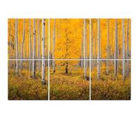 6 Pack Acoustic Foam Panels Sound Proofing Panels Autumn aspen tree forest Rocky Mountains CO Acoustic Wall Panel Soundproofing for Livingroom Nursery Room 72"x48" Home Decor