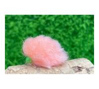6 Pack Hothead Eggstacy Blobs, Coral, Lime hothead, size 10 hook, god for rainbows