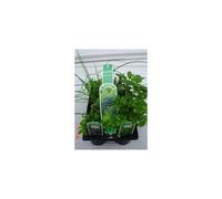 6 Pack of 9cm Mixed Herbs Plants Ready to Plant Out - 6 Varieties Per Pack