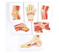 6 Parts Life Size Human Joint Cross-Section Anatomical Model, Hand and Shoulder Joint Anatomy Replica, Elbow and Knee Joints Orthopedics Teaching Aids, for Medical Learning Research