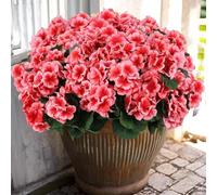 6 Pcs Artificial Geranium Flowers for Outdoors Geranium Silk Red Flower Outdoor UV Resistant Garden Plants Faux Flowers for Christmas Home Kitchen Table Centerpieces Decor