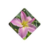 6 Pcs Car Air Fresheners,Funny Hanging Car Air Fresheners Hawaii Tropical Flower Cute Long Lasting Scented Mirror Hanging Decoration Ornaments Gift Interior Decor Accessories For Men Women