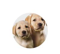 6 Pcs Car Air Fresheners Hanging Fragrance Scented Cards Car Aromatherapy Tablets Funny Labrador Puppy Dog Auto Interior Mirror Pendant Gifts for Women Men