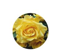 6 Pcs Car Air Fresheners Hanging Fragrance Scented Cards Car Aromatherapy Tablets Graceful Yellow Rose Flower Auto Interior Mirror Pendant Gifts for Women Men