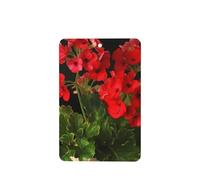 6 Pcs Car Air Fresheners Hanging Fragrance Scented Cards Car Aromatherapy Tablets Red geraniums Car Interior Mirror Pendant Gifts for Women Men