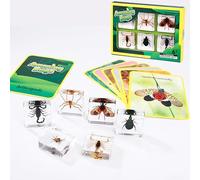 6 Pcs Insect in Resin Specimen 6 Information Cards Bugs Collection Paperweights Specimen Bug Preserved in Resin for Scientific Education Gift for Christmas (Set Specimen)