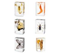 6 Pcs Insect in Resin Specimen, Real Bug Preserved in Resin Specimen Set, Resin Insects Various Insect Specimen for Scientific Education Office Desk Display Supplies (EE-5)