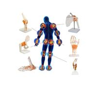 6 Pcs Life Size Human Joint Anatomy Model Set Shoulder Knee Hip Elbow Wrist Foot
