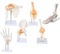 6 pcs/Set Anatomical Models of Human Joints, Human Shoulder Elbow Hip Knee Hand Foot Joint Bone Models, Functional Joint Anatomy Model Set for Medical Teaching Aid & Training