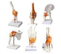 6 Pcs/Set Anatomy Models Of Shoulder, Elbow, Hip, Knee, Hand, Foot Joint Models For Medical Education And Training, Modelsa Human Body Six Major For Science Study
