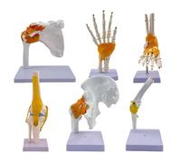 6-Piece Human Joint Model Set with Ligaments - Life-Size Anatomical Models for Teaching and Demonstration - Shoulder, Elbow, Hip, Knee, Hand & Foot (6-Piece)