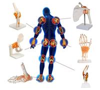6 Pieces Human Joint Anatomy Model Set - Life Size Shoulder, Elbow, Wrist, Hip, Knee & Foot Skeleton Model
