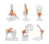 6 Pieces Human Joint Model Anatomy Set, Foot Knee Hip Shoulder Elbow Hand Joint Model With Ligaments, Human Skeleton Anatomy Model for Medical Educational Study Teaching