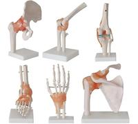 6 Pieces Human Joint Model, Human Skeleton Model with Base, Anatomy Replica Set, Including Foot, Hip, Knee, Shoulder and Elbow Joint, for Medical Educational Study Teaching Clinic Demonstration Tool