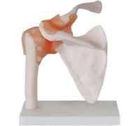 6 Pieces Human Joint Model Set - Anatomical Skeleton Models for Shoulder, Knee, Hip, and Elbow Educational Anatomy Tools(C)