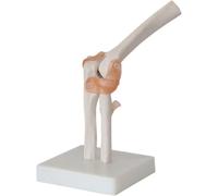 6 Pieces Human Joint Model Set - Anatomical Skeleton Models for Shoulder, Knee, Hip, and Elbow Educational Anatomy Tools(A)