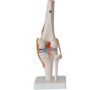 6 Pieces Human Joint Model Set - Anatomical Skeleton Models for Shoulder, Knee, Hip, and Elbow Educational Anatomy Tools(E)