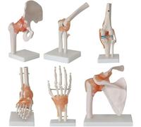 6 Pieces Human Joint Model Set - Anatomical Skeleton Models for Shoulder, Knee, Hip, and Elbow Educational Anatomy Tools(1 set)
