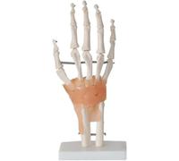 6 Pieces Human Joint Model Set - Anatomical Skeleton Models for Shoulder, Knee, Hip, and Elbow Educational Anatomy Tools(D)