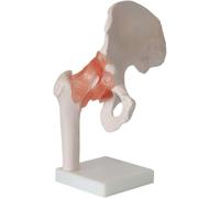 6 Pieces Human Joint Model Set - Anatomical Skeleton Models for Shoulder, Knee, Hip, and Elbow Educational Anatomy Tools(B)