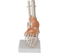 6 Pieces Human Joint Model Set - Anatomical Skeleton Models for Shoulder, Knee, Hip, and Elbow Educational Anatomy Tools(F)