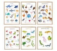 6 Pieces Laminated Educational Preschool Posters for Toddlers,Educational Wall Charts,School classroom Posters,Class decorations for Kindergarten- FISH,BIRDS，MAMMALS，INSECTS,REPTILES，AMPHIBIANS.(No