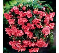6 PINK TRAILING BEGONIA